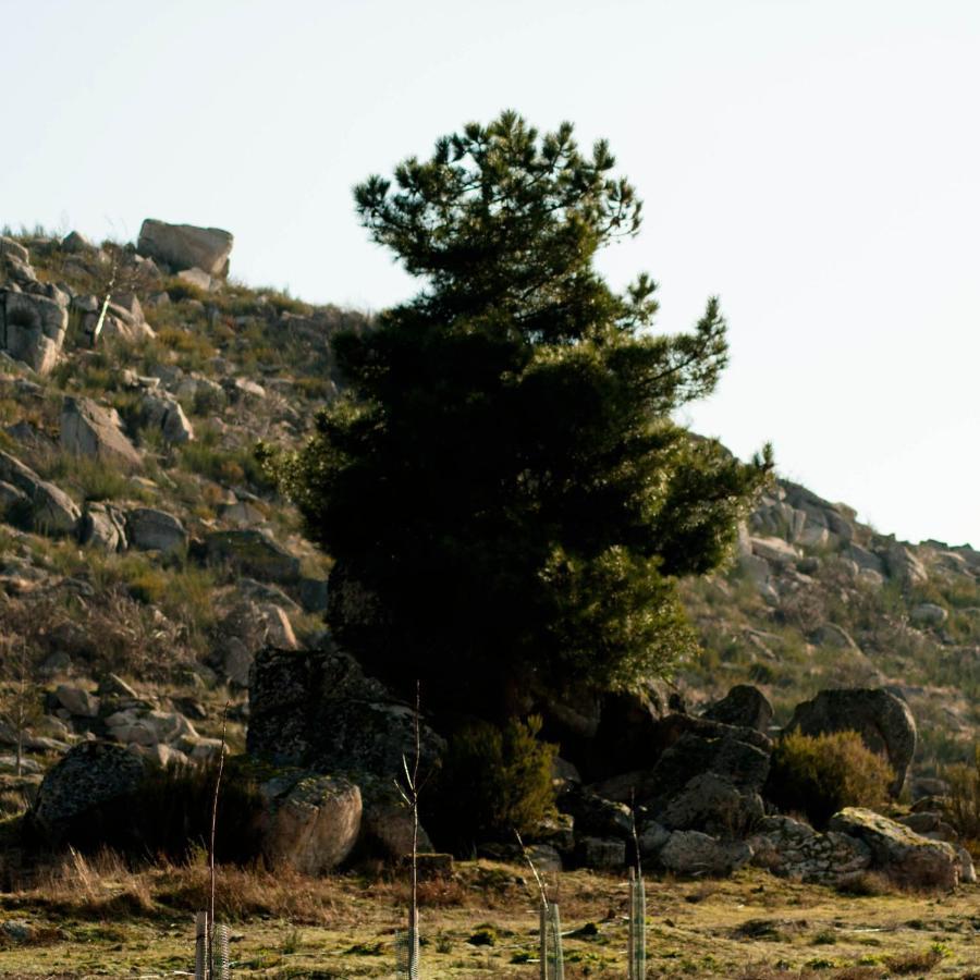 Вилла Quinta Do Chaozinho Алижо Экстерьер фото